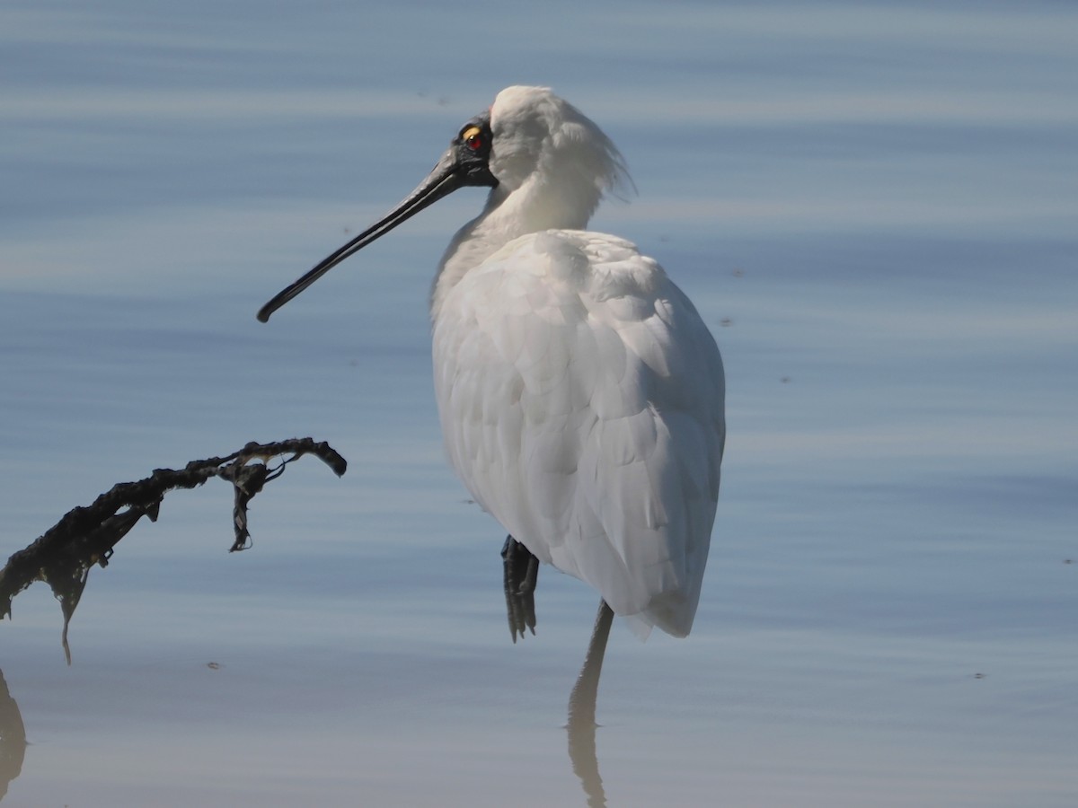 Royal Spoonbill - ML623959073