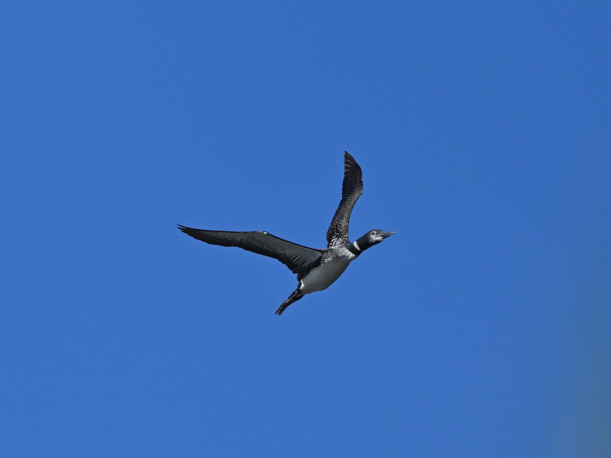 Common Loon - ML623959076