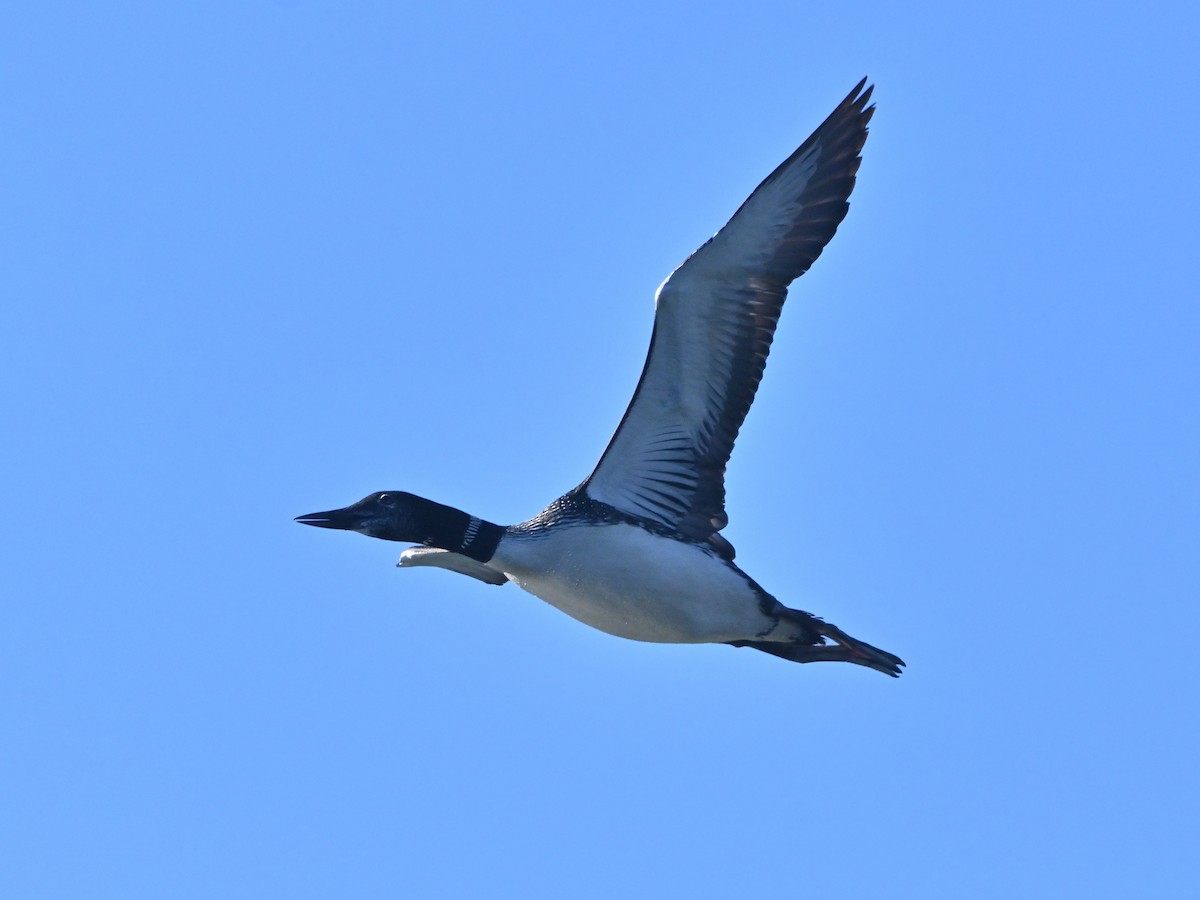 Common Loon - ML623959077