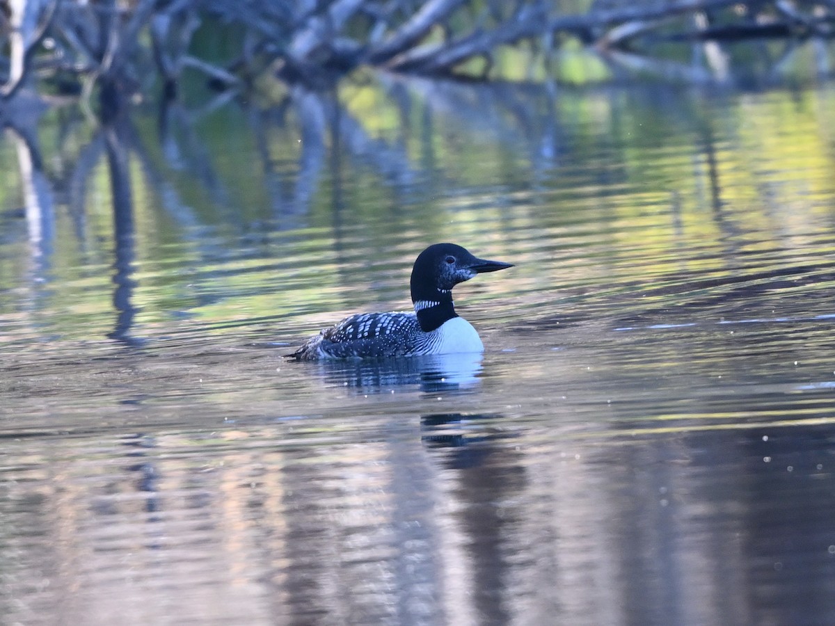 Common Loon - ML623959078