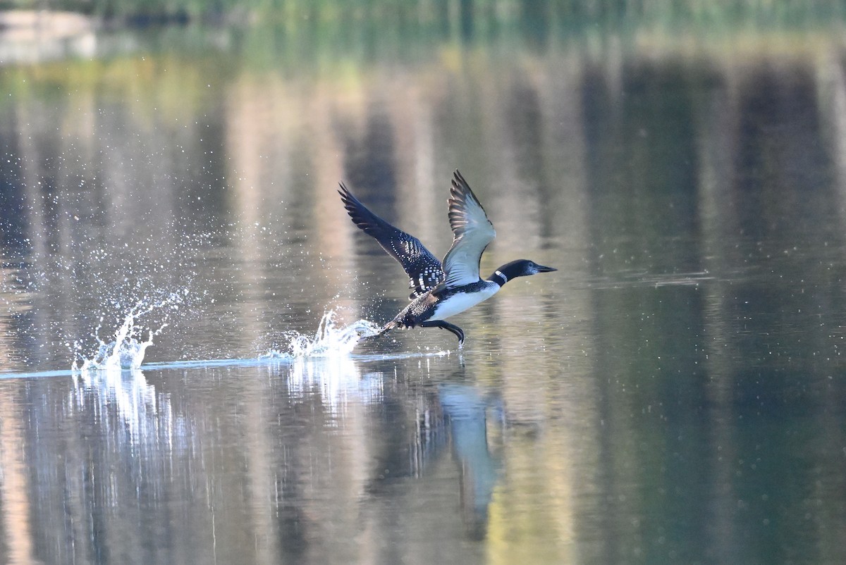 Common Loon - ML623959079