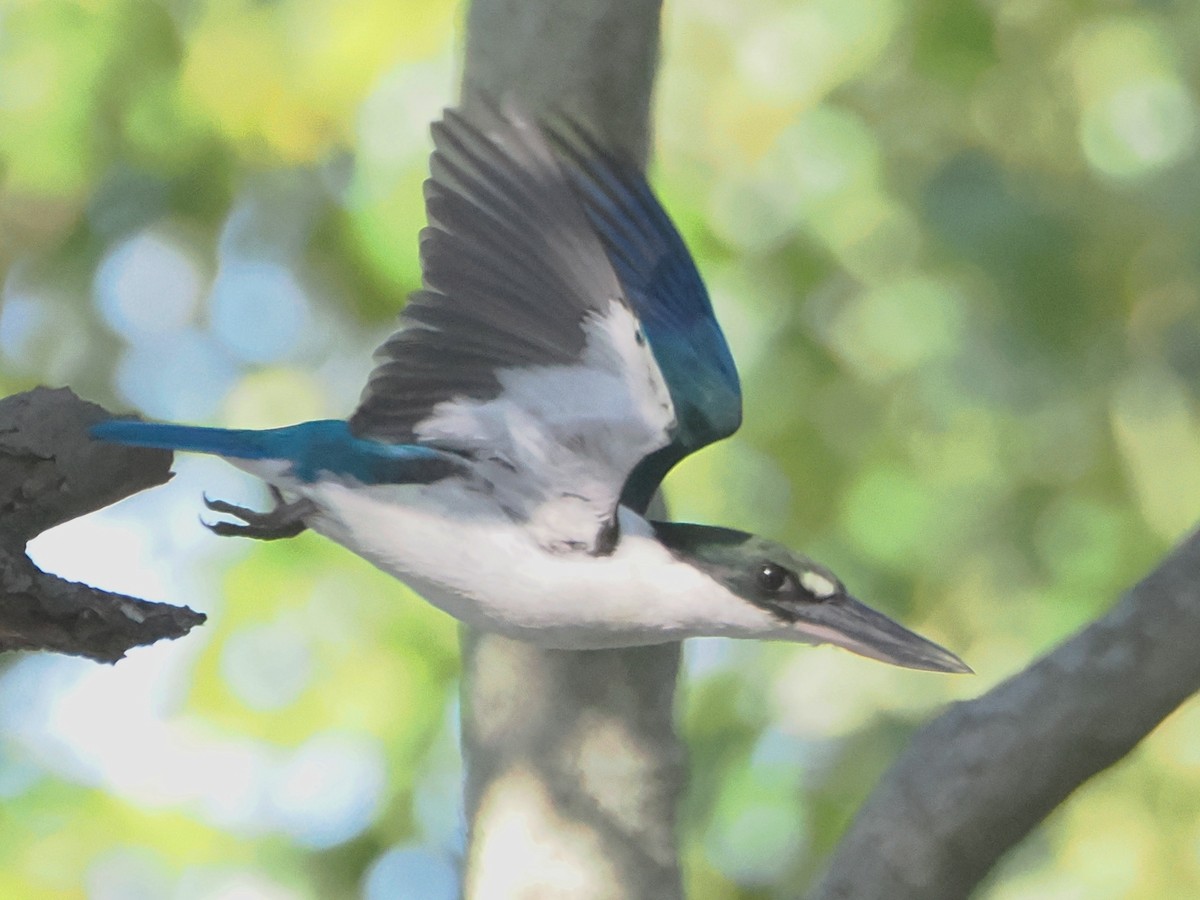 Torresian Kingfisher - ML623959080