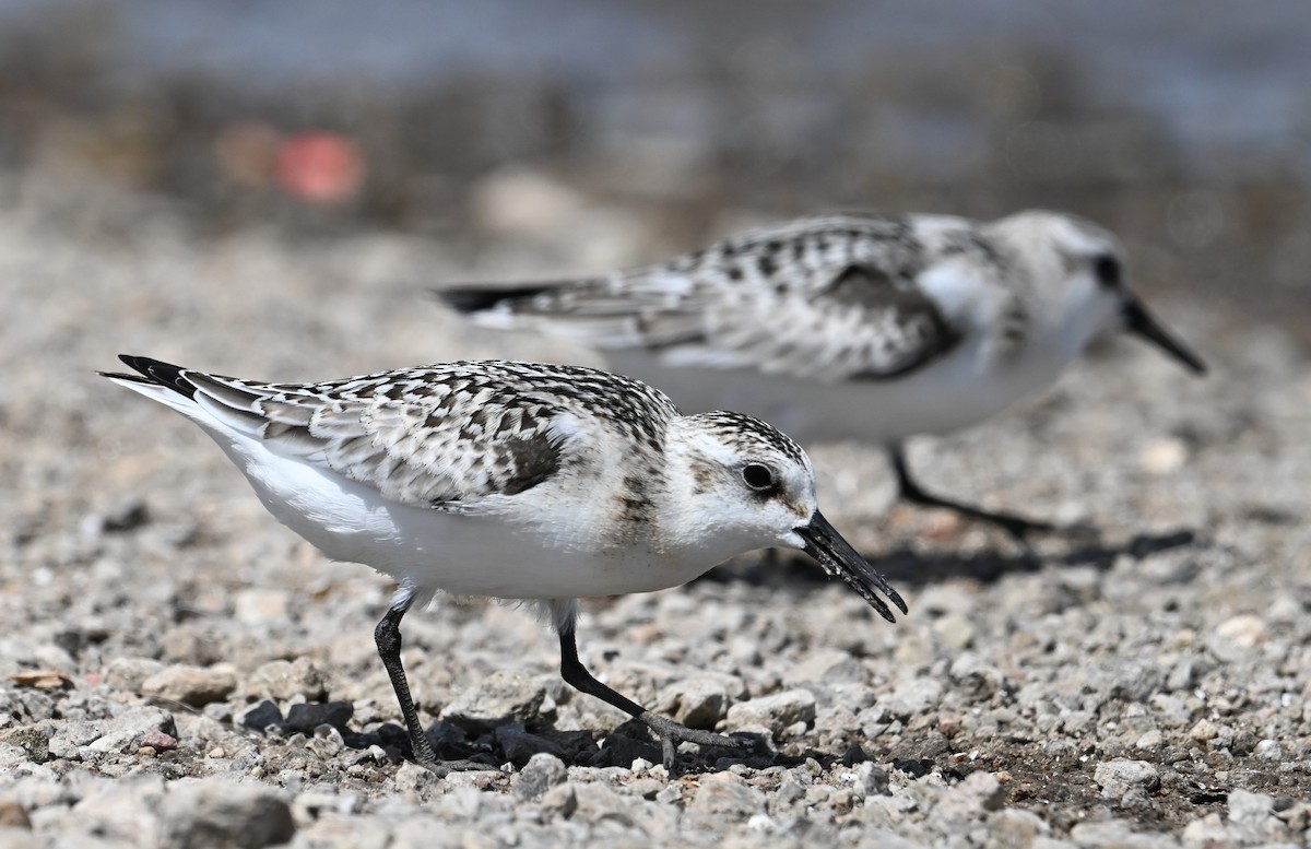 Bécasseau sanderling - ML623959082