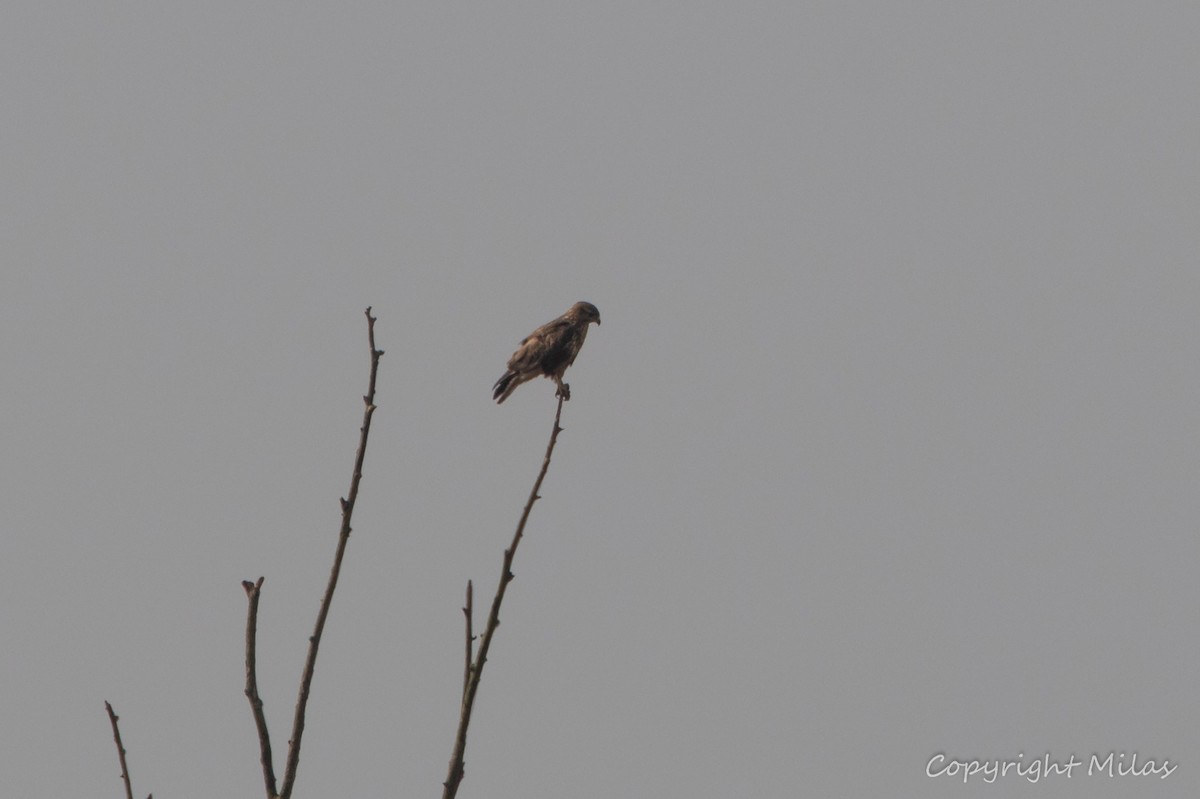 Common Buzzard - ML623959083