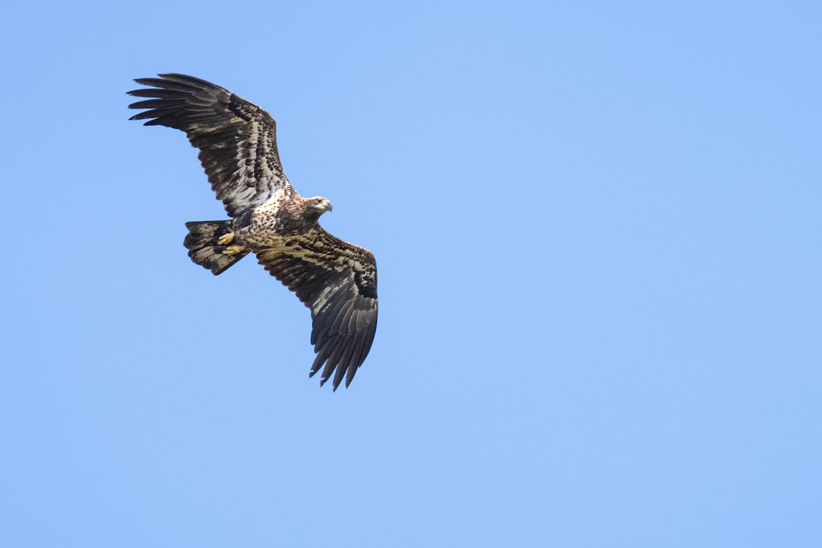 Bald Eagle - ML623959084