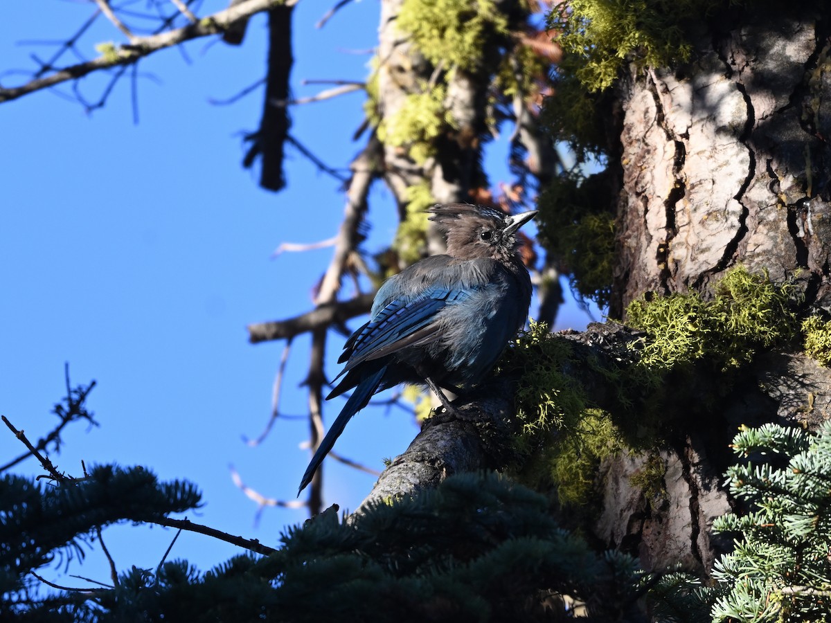 Steller's Jay (Coastal) - ML623959085