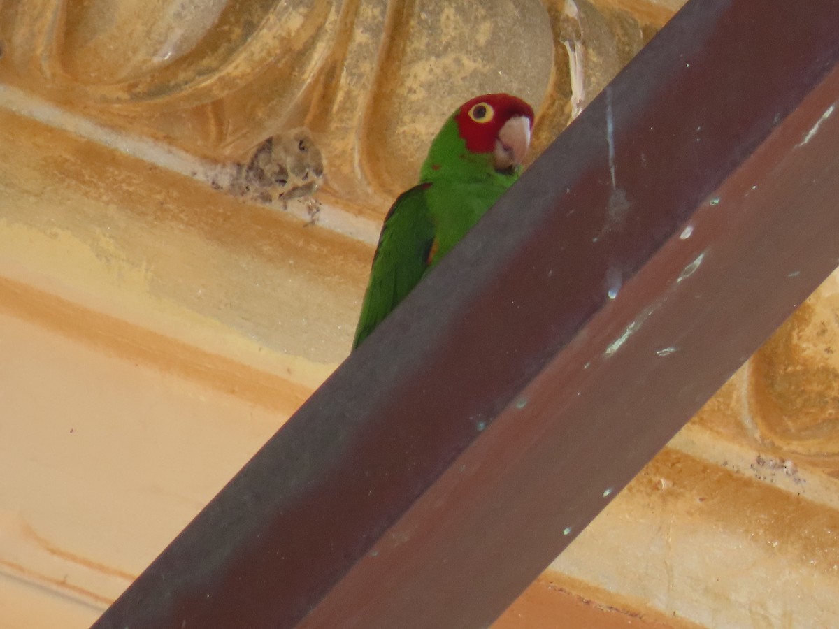 Red-masked Parakeet - ML623959086