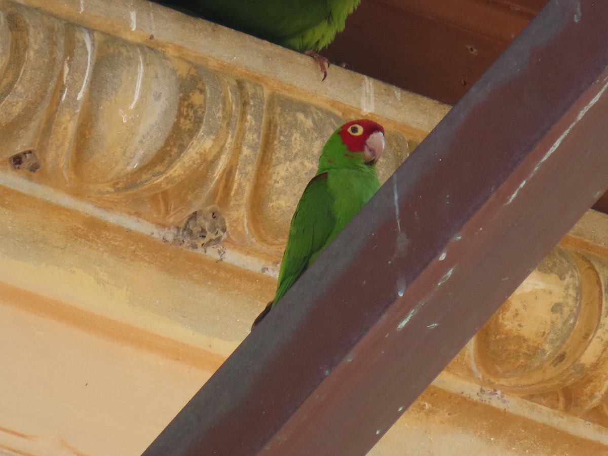 Conure à tête rouge - ML623959087