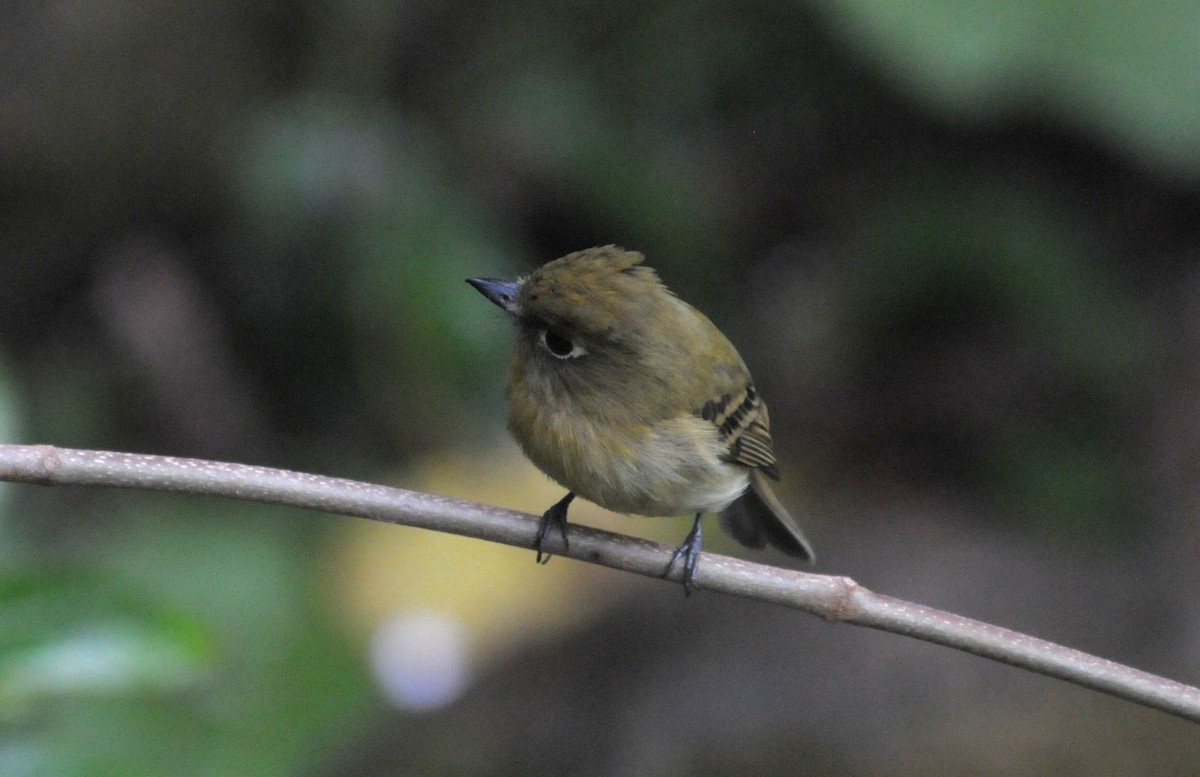 Yellowish Flycatcher - ML623959089