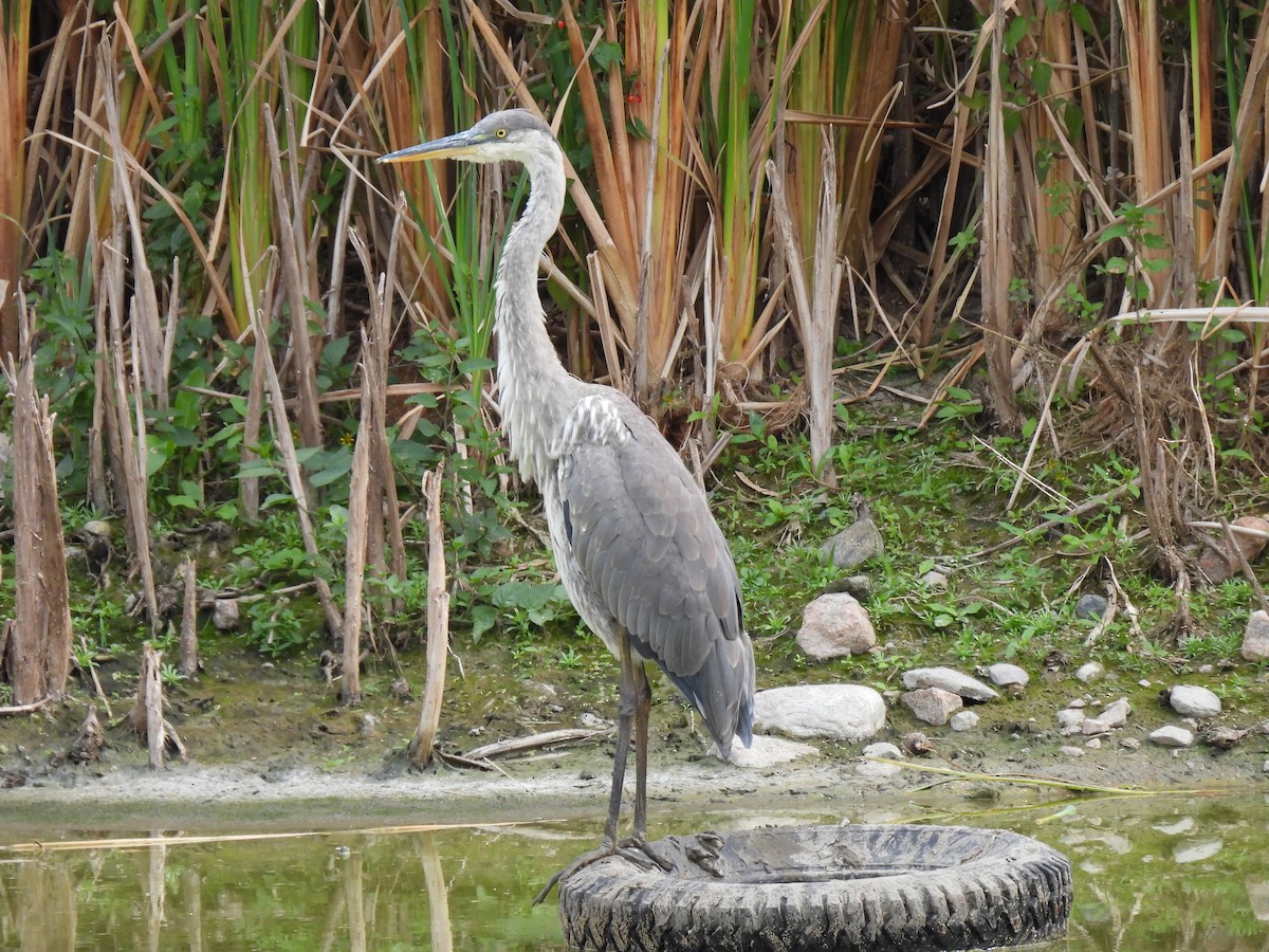 Great Blue Heron - ML623959090