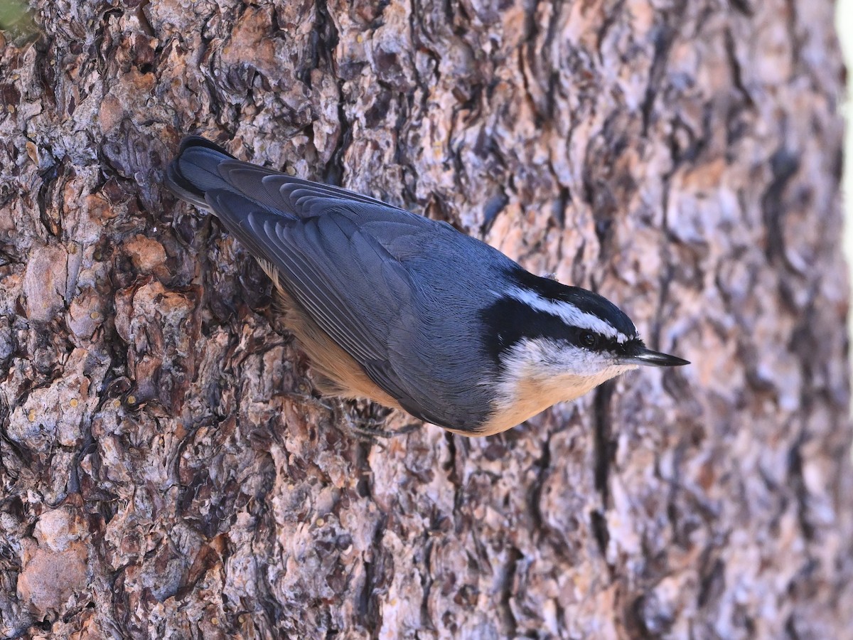 Red-breasted Nuthatch - ML623959093