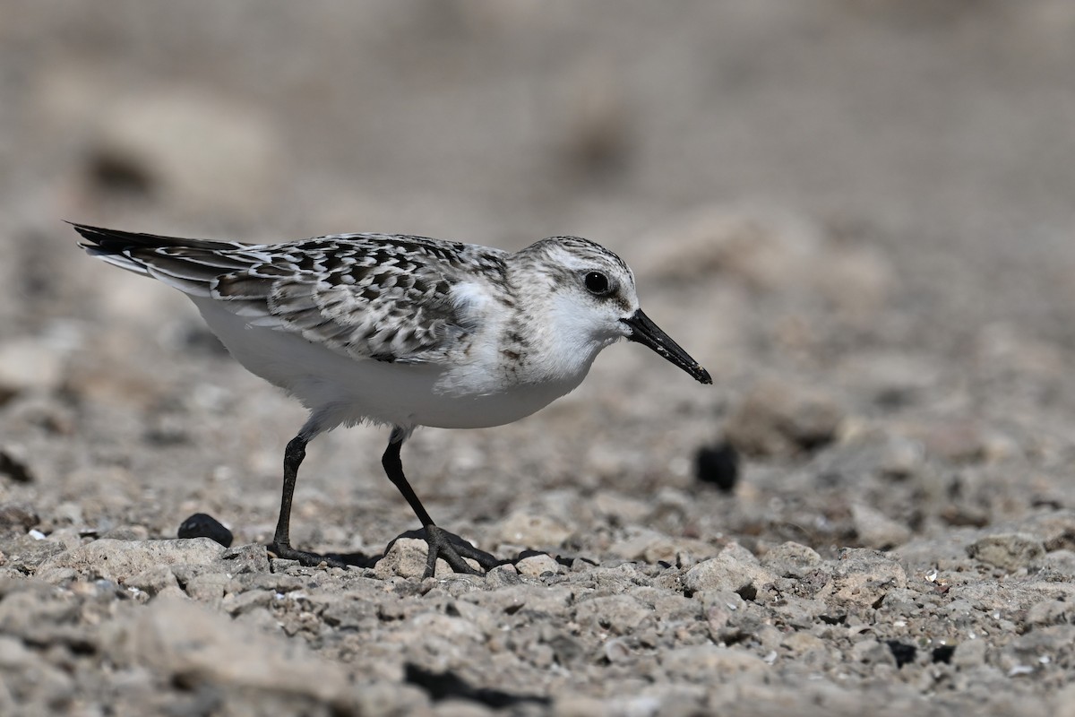 Bécasseau sanderling - ML623959097