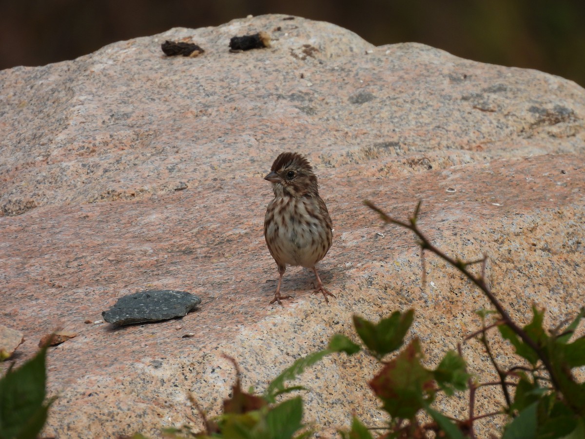 Song Sparrow - ML623959108