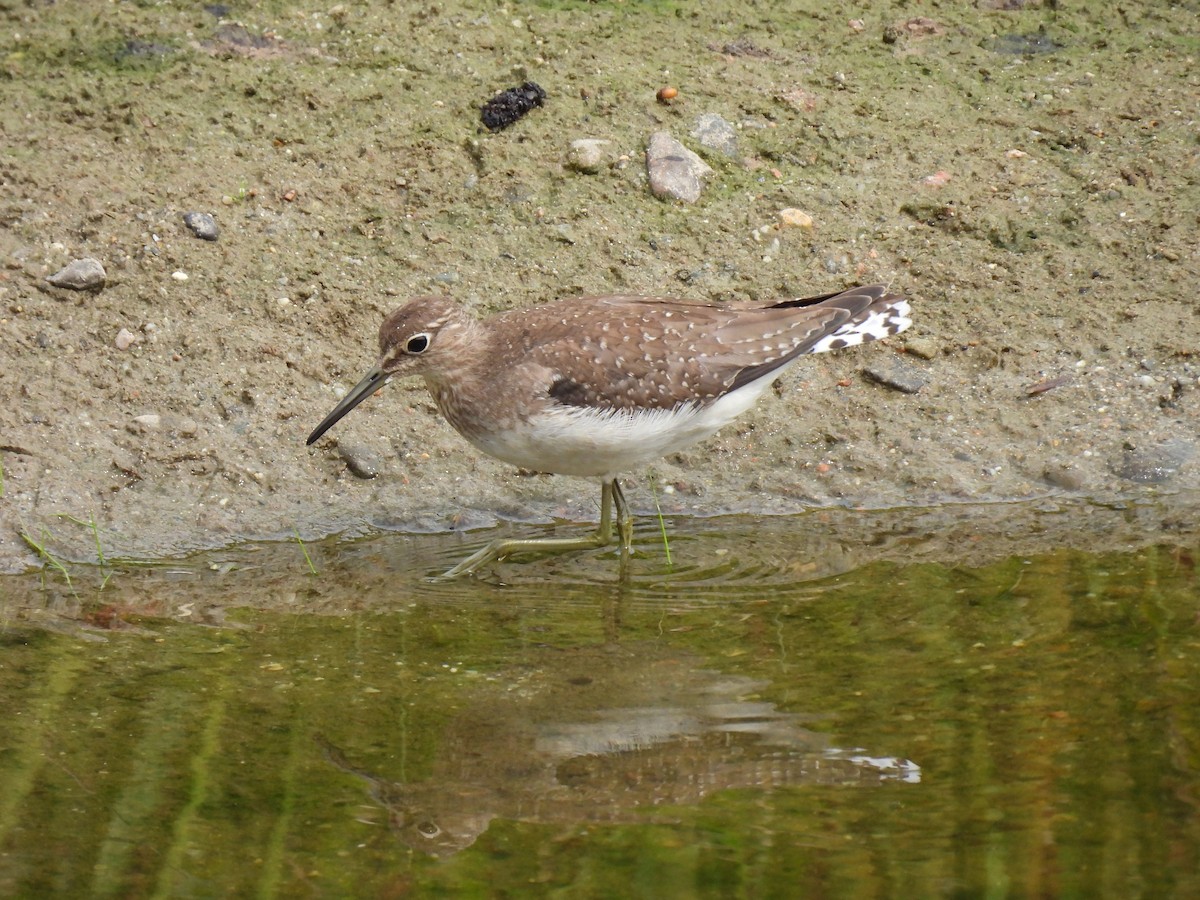 Solitary Sandpiper - Cheryl Ring