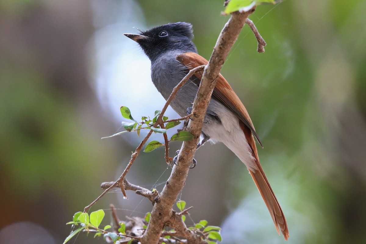 African Paradise-Flycatcher - ML623959118