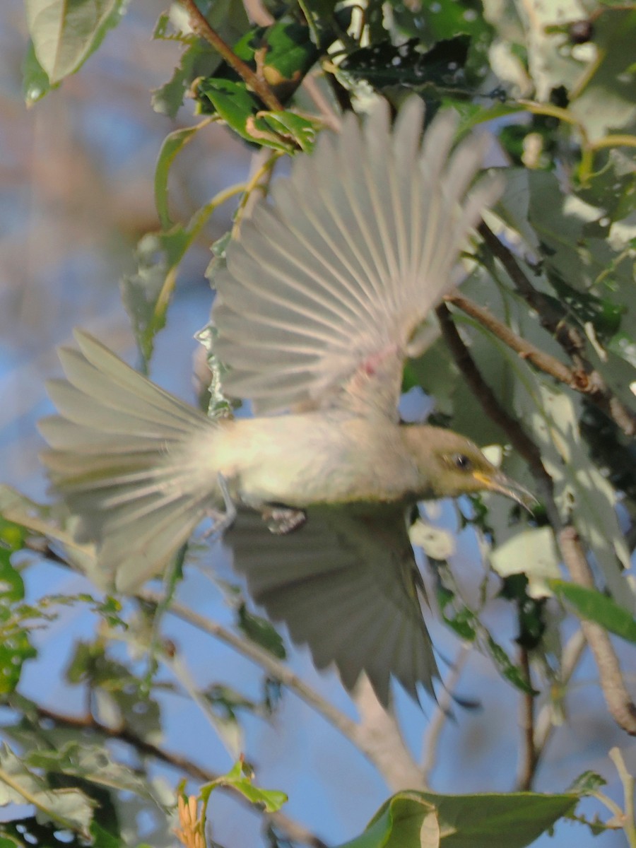 Brown Honeyeater - ML623959121