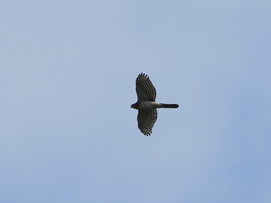 Cooper's Hawk - ML623959125