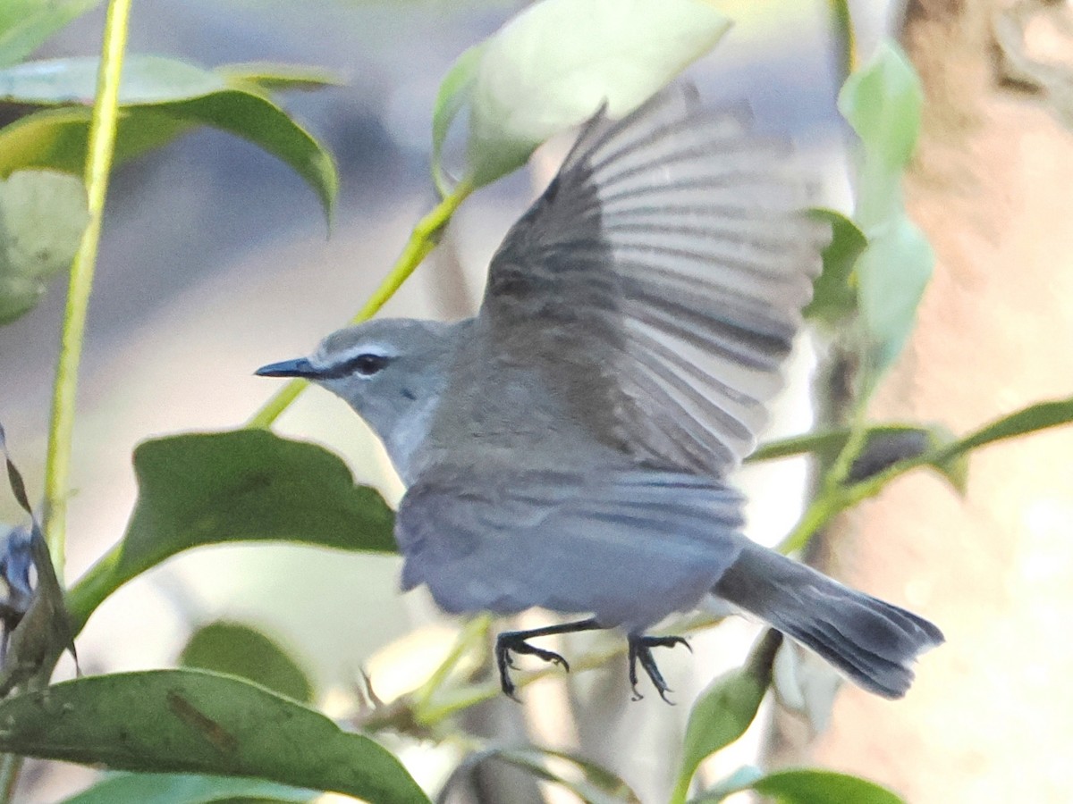 Mangrove Gerygone - ML623959128