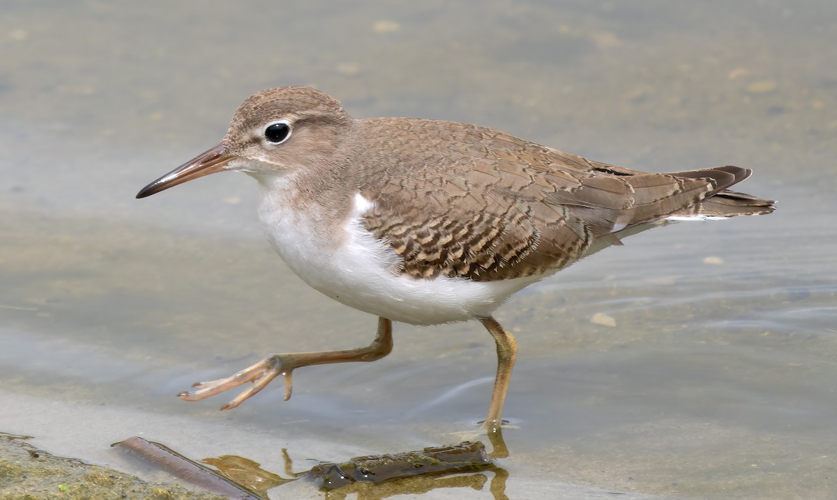 Spotted Sandpiper - ML623959129