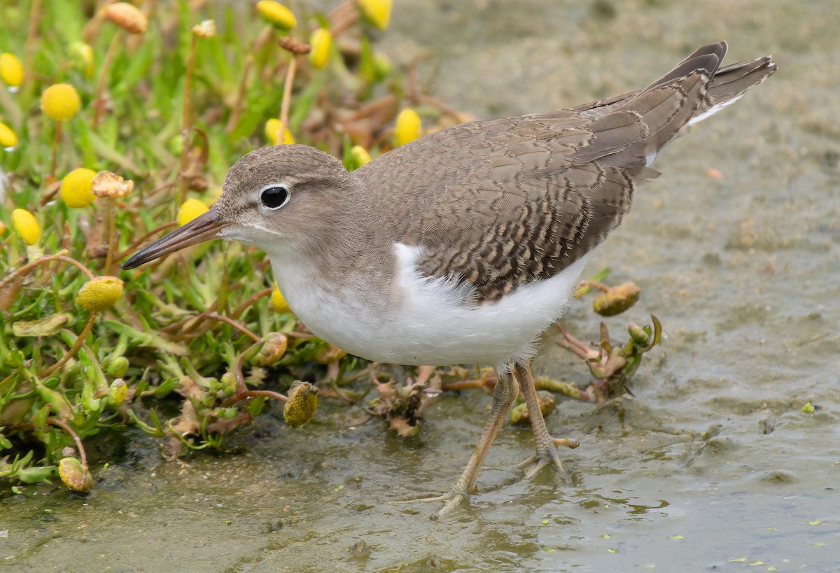 Spotted Sandpiper - ML623959133