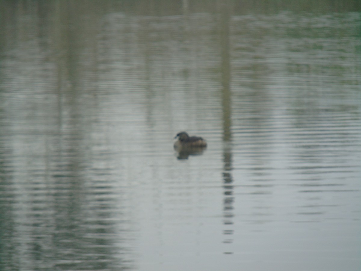 Pied-billed Grebe - ML623959136