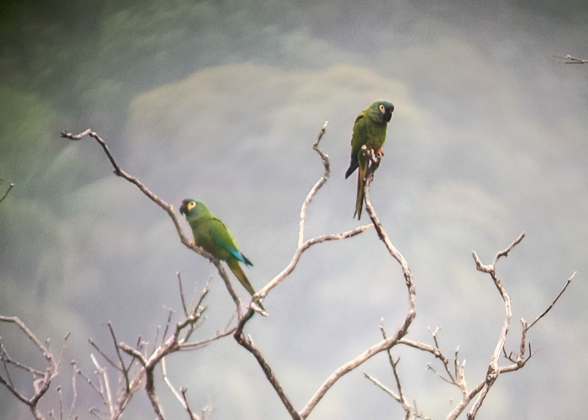 Blue-winged Macaw - ML623959140