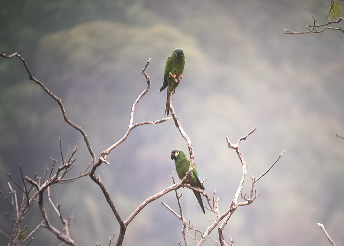 Blue-winged Macaw - ML623959141