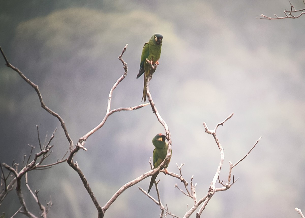 Blue-winged Macaw - ML623959142