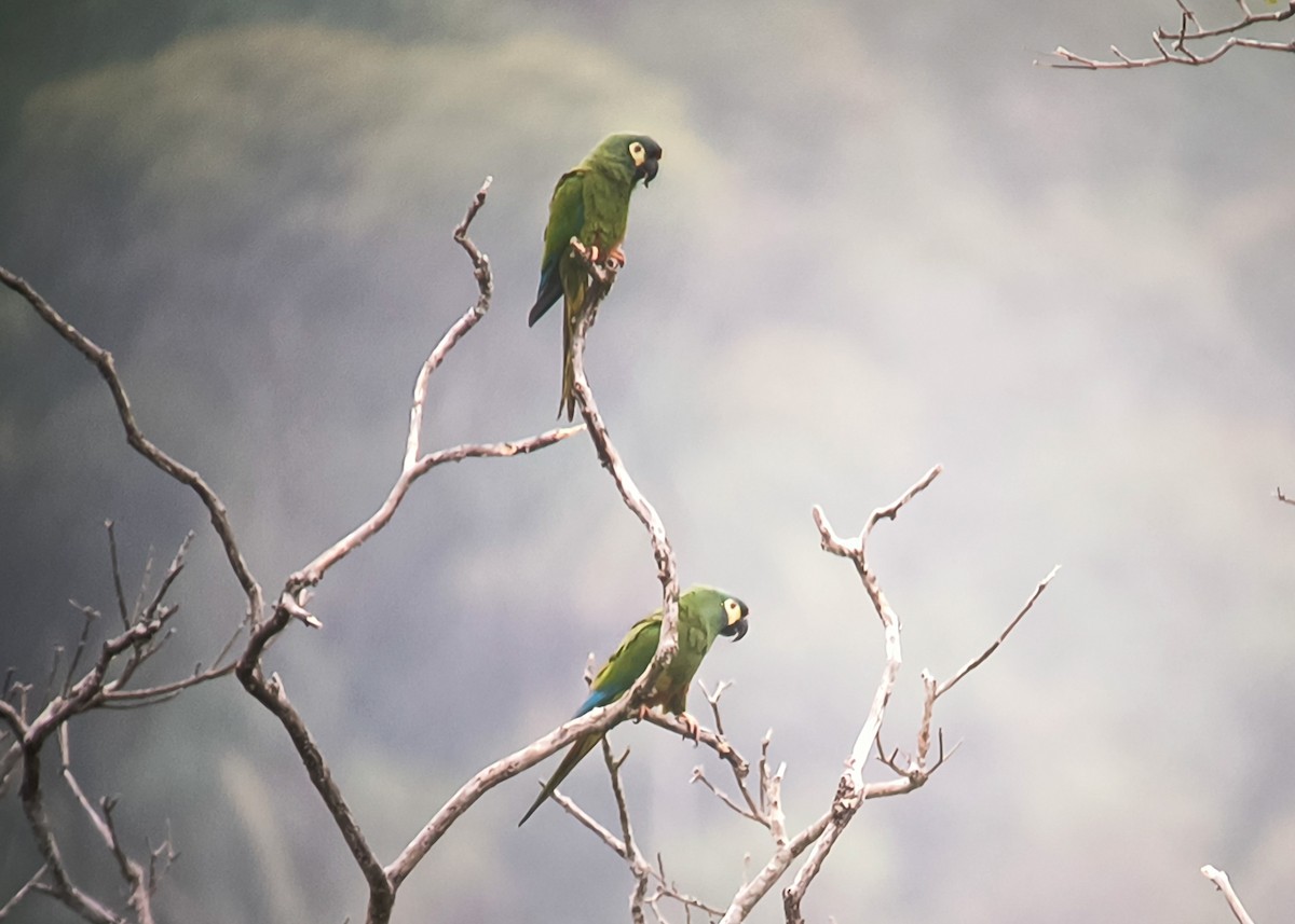 Blue-winged Macaw - ML623959143