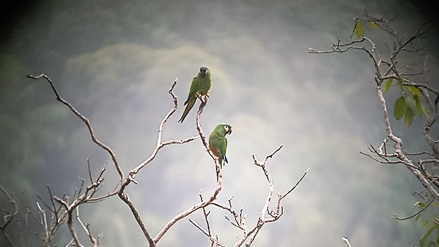 アカビタイヒメコンゴウインコ - ML623959152