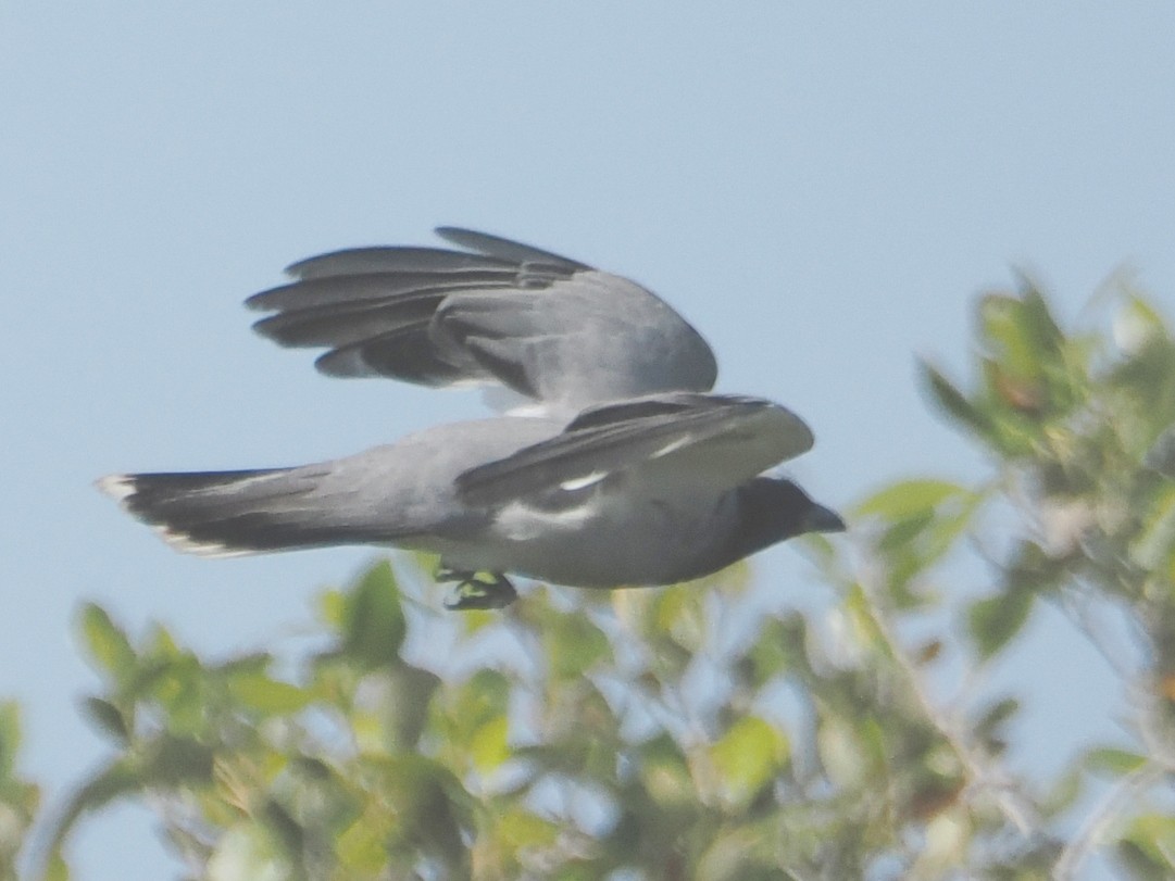 Black-faced Cuckooshrike - ML623959153