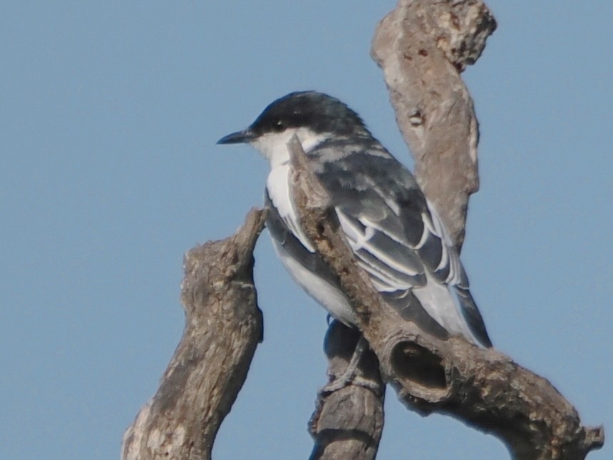 Oruguero Tricolor - ML623959156