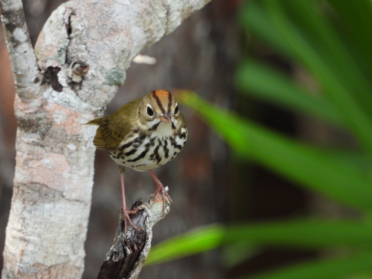 Ovenbird - ML623959157