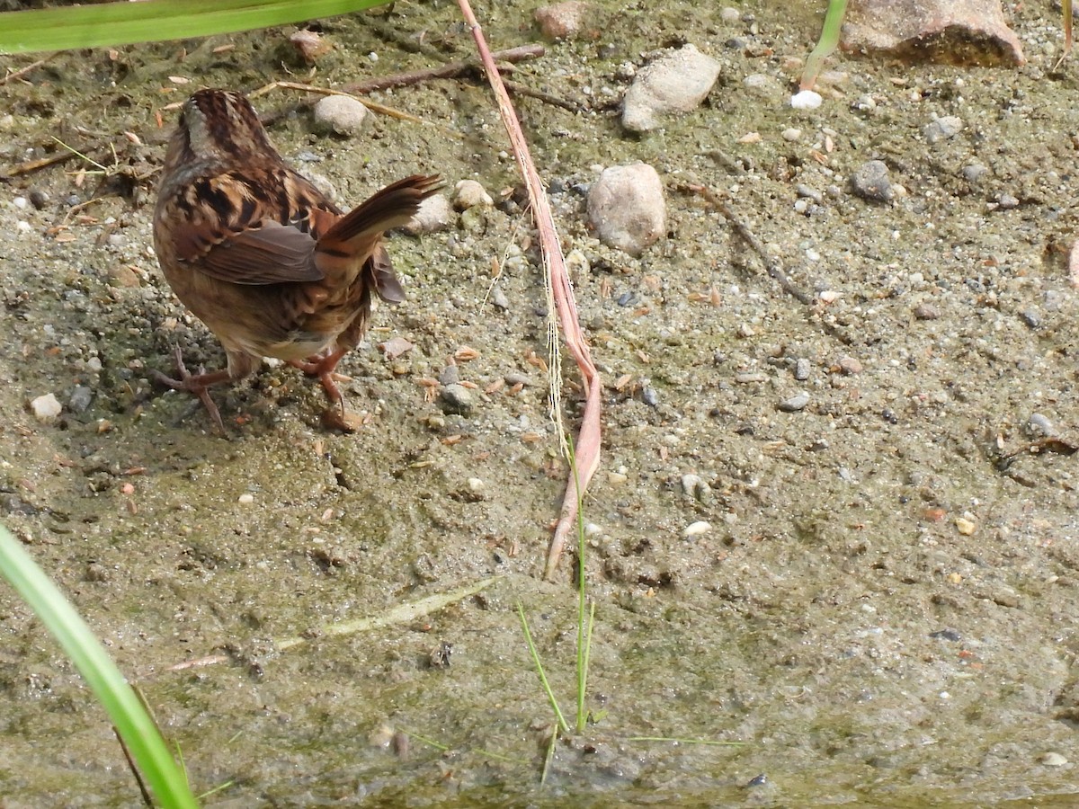 Swamp Sparrow - ML623959167