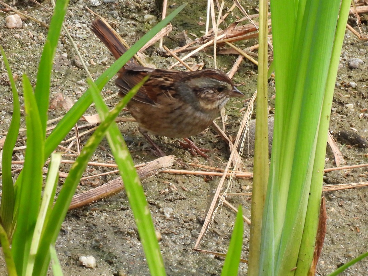 Swamp Sparrow - ML623959168