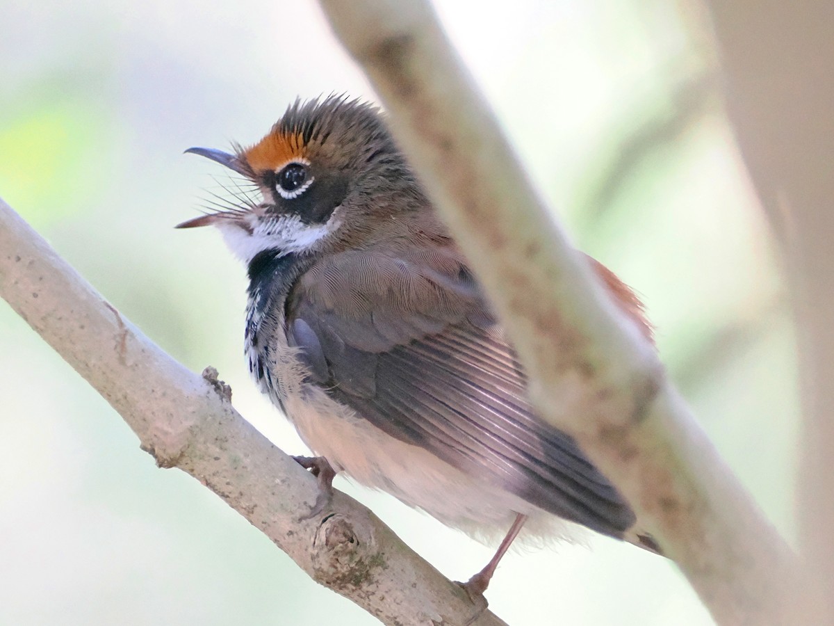 Australian Rufous Fantail - ML623959170