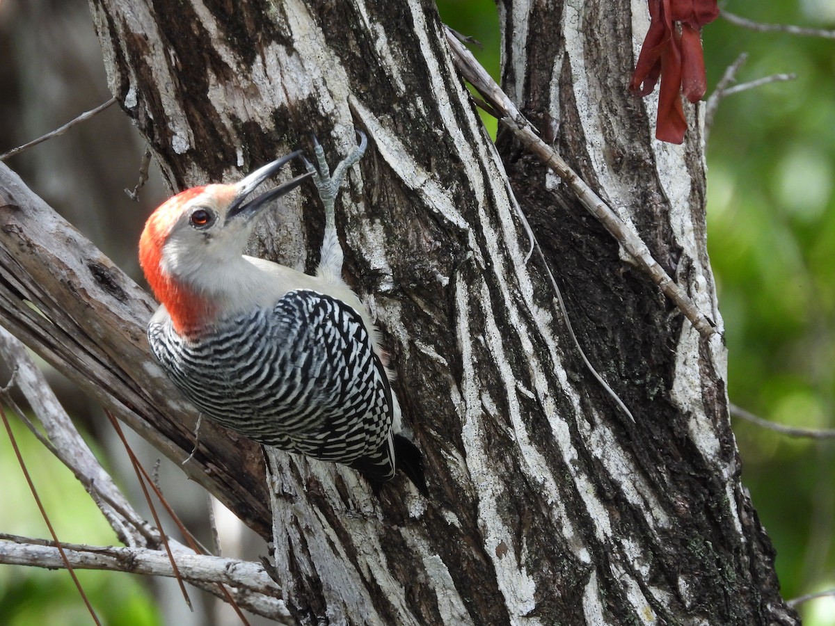 Red-bellied Woodpecker - ML623959171