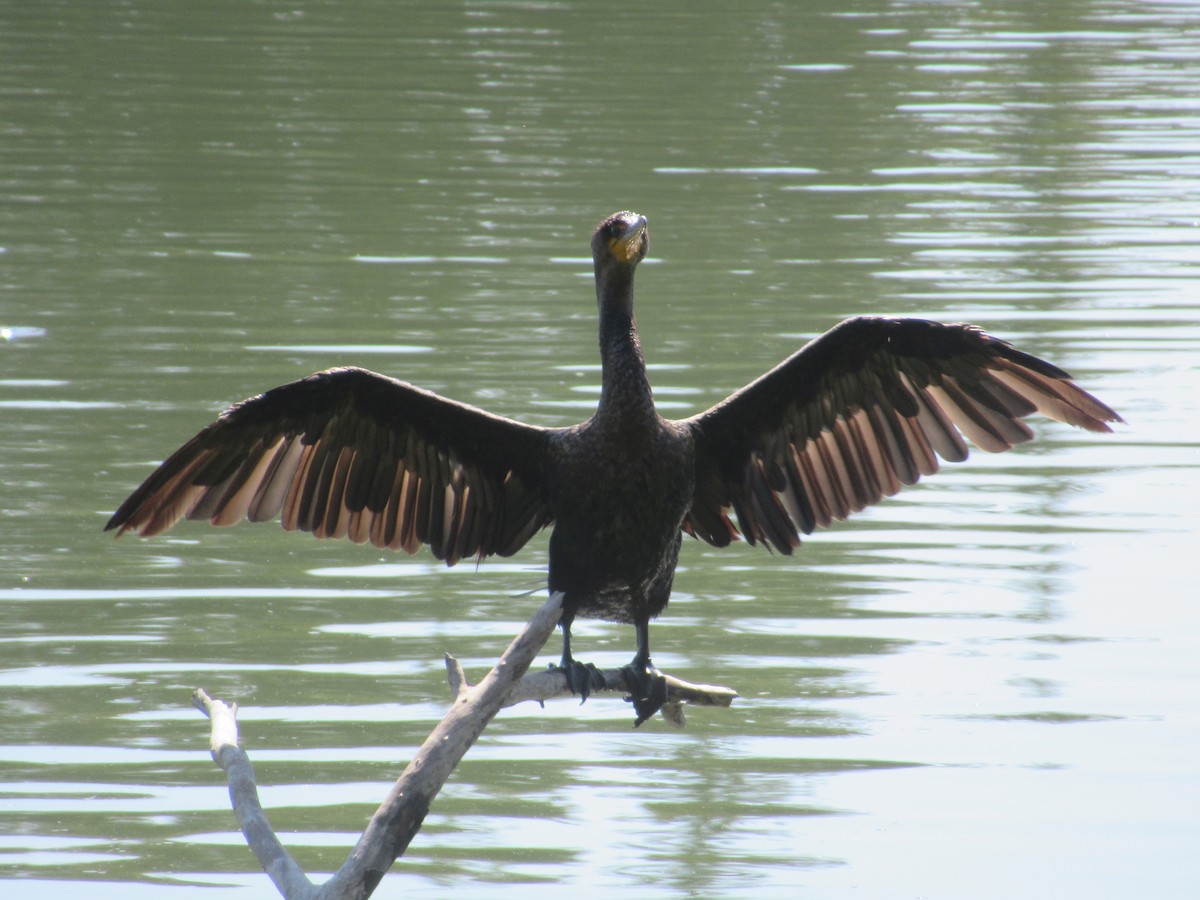 Cormorán Orejudo - ML623959176