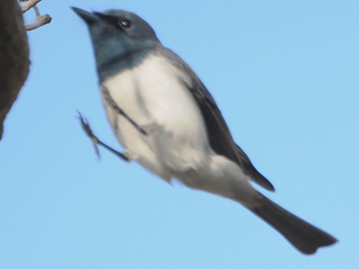 Leaden Flycatcher - ML623959178