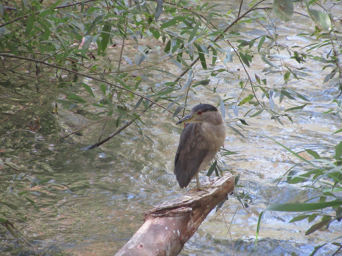 Black-crowned Night Heron - ML623959181