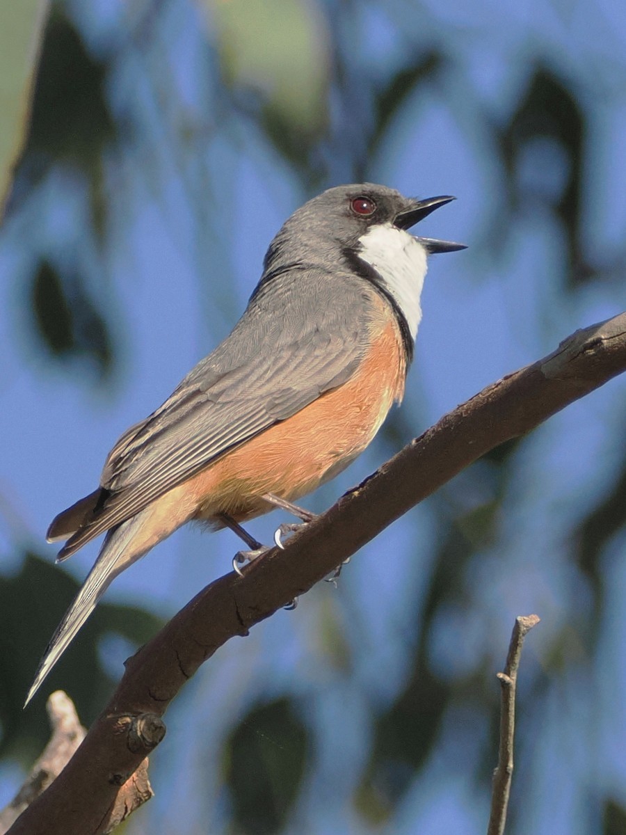 Rufous Whistler - ML623959186