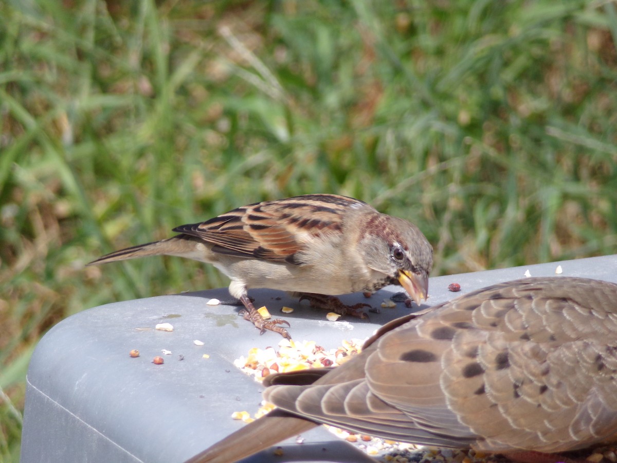 House Sparrow - ML623959193