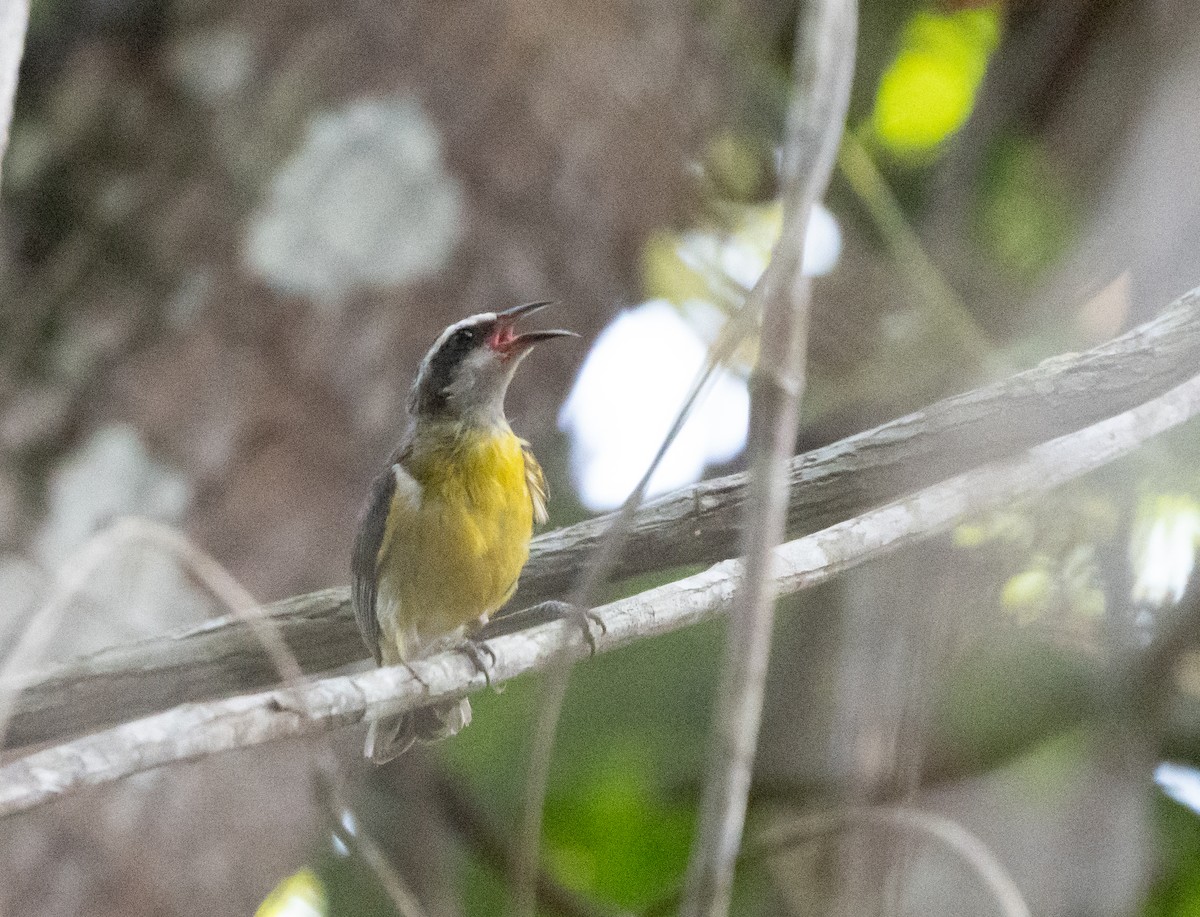 Bananaquit - Abby Sesselberg