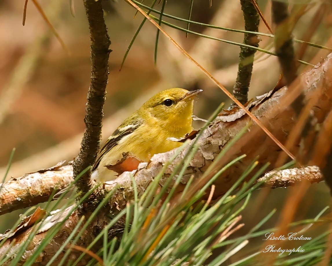 Blackpoll Warbler - ML623959204