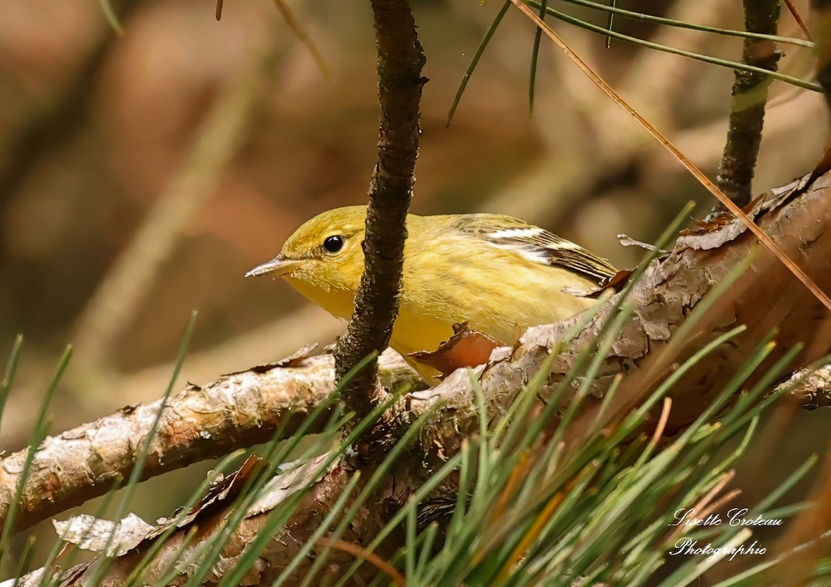 Blackpoll Warbler - ML623959205