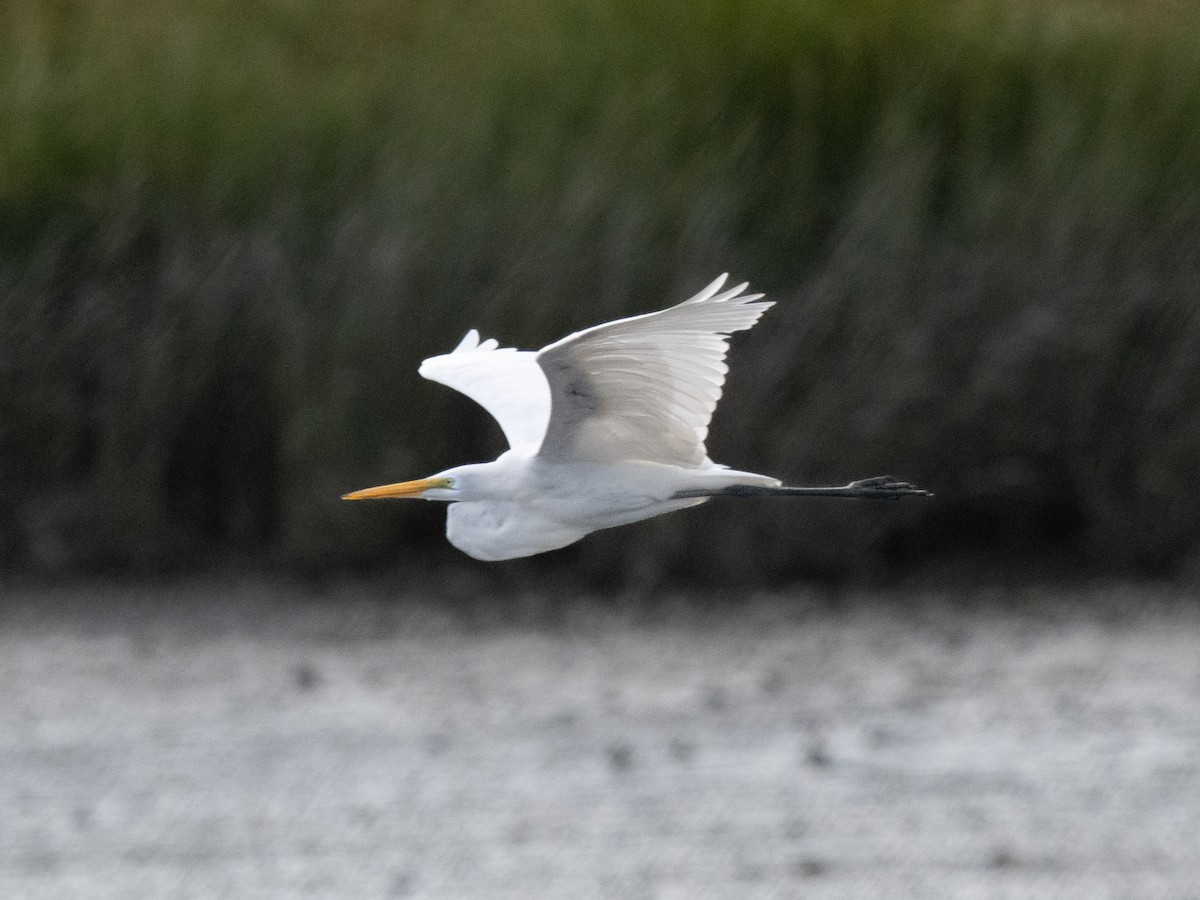 Great Egret - ML623959218