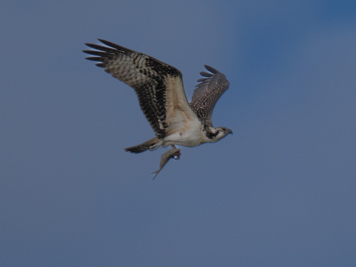 Osprey - ML623959228