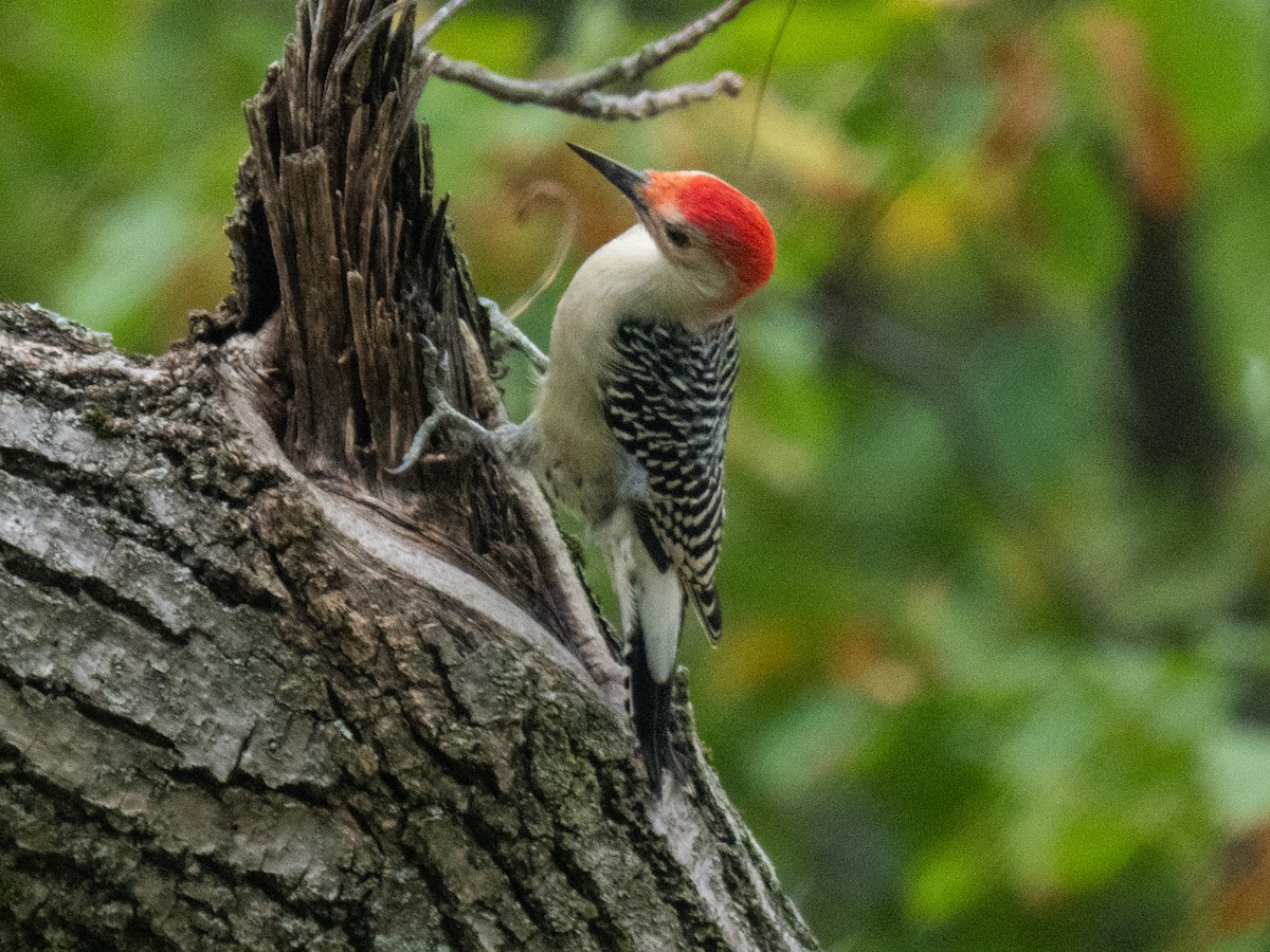 Red-bellied Woodpecker - ML623959234