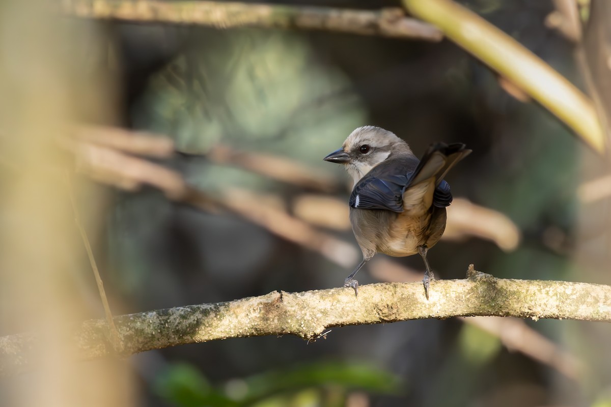 Pale-headed Brushfinch - ML623959236