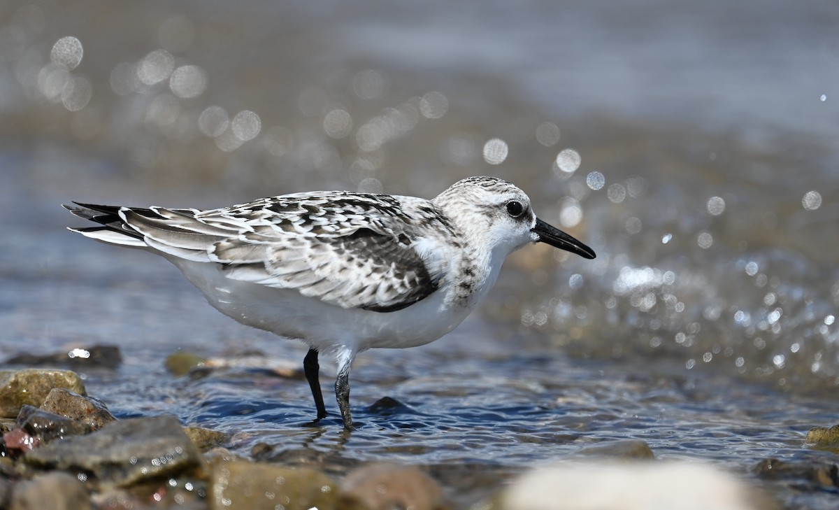 Bécasseau sanderling - ML623959249